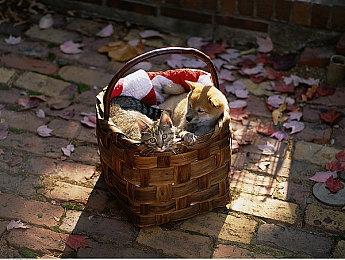 官方澄清《极限竞速：地平线4》即将下架：短期内不会